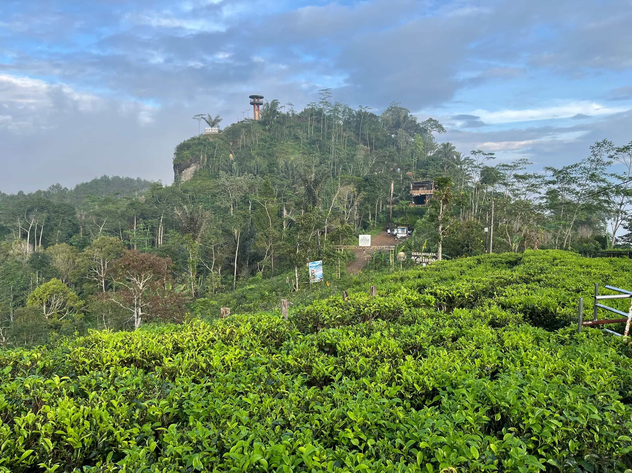 Mencari Suasana Berbeda, Kebun Teh Nglinggo Melengkapi Variasi Destinasi di Yogyakarta
